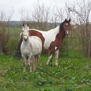 Anden særlig race Kallerups Mary.<3
