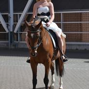 Hollandsk Sportspony Andorra *B-pony* Solgt