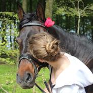 Hollandsk Sportspony Esmee