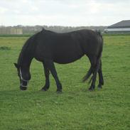 Anden særlig race Ballerina