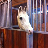 Anden særlig race Egelys prins abdullah 