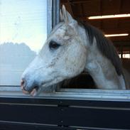Anden særlig race Egelys prins abdullah 