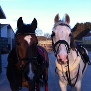 Anden særlig race Egelys prins abdullah 