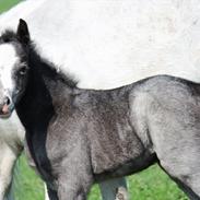 Welsh Mountain (sec A) Bjerregårds Thilde