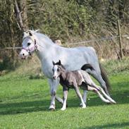 Welsh Mountain (sec A) Bjerregårds Thilde