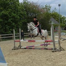 Anden særlig race Stella 