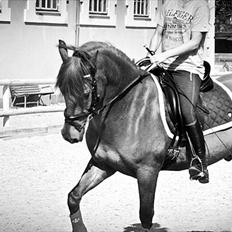 Hollandsk Sportspony Amazing Amigo *B-pony* 