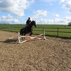 Dansk Varmblod Bomgårdens Black Pearl