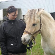 Fjordhest Gershøj's Gudbrand