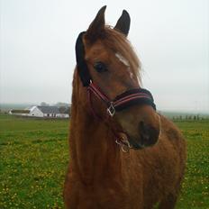 Anden særlig race Smukke Tika