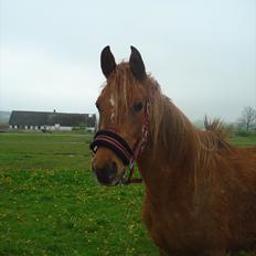 Anden særlig race Smukke Tika