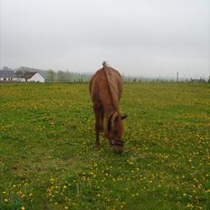Anden særlig race Smukke Tika