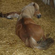 Shetlænder Bellis af Bjørholm