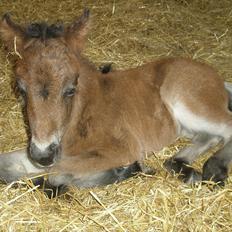 Shetlænder Bellis af Bjørholm