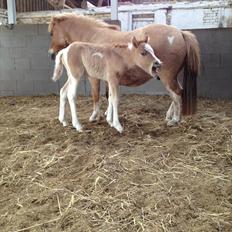 Pinto Baileys af Brovang **BROVANG** SOLGT !