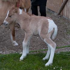 Pinto Baileys af Brovang **BROVANG** SOLGT !