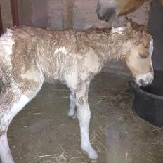 Pinto Baileys af Brovang **BROVANG** SOLGT !