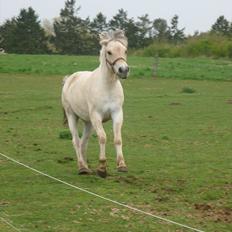 Fjordhest Gershøj's Gudbrand