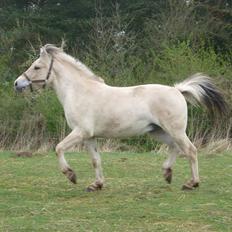 Fjordhest Gershøj's Gudbrand