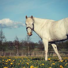 Anden særlig race Fantazy