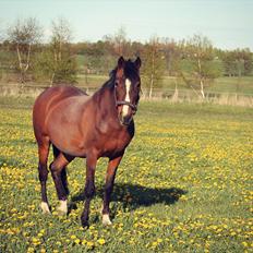 Irsk Sportspony Magic Rose