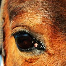 Irsk Sportspony Magic Rose