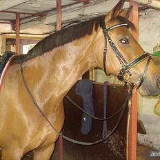 Dansk Varmblod Refsgaards Monique. RIP