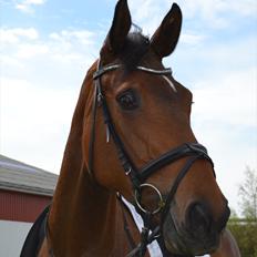 Dansk Varmblod Lilja of May