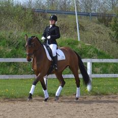 Dansk Varmblod Lilja of May