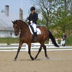 Dansk Varmblod Lilja of May