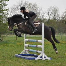 New Forest .:Rolighedens Pedro:.  *solgt* :´(