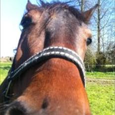 Traver Toke/trust eduard