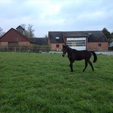 Traver Toke/trust eduard