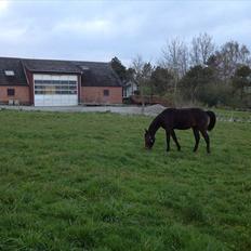 Traver Toke/trust eduard