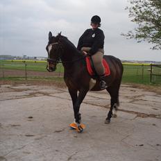 Dansk Varmblod tamara 9402182 R.I.P lever i vores hejerter
