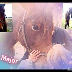 Traver Major (Majestic Eastwind) *Tidl. Hest*