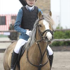 Welsh Pony (sec B) Faya Lobi Kasto-Glas 2002 *STJERNE PONY*