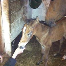 Dansk Varmblod Chilli time