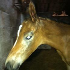 Dansk Varmblod Chilli time