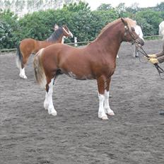 Welsh Pony af Cob-type (sec C) Aberlour Goodwyn