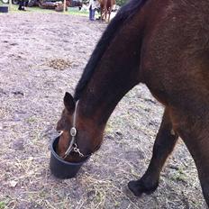 Traver Major (Majestic Eastwind) *Tidl. Hest*