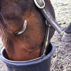 Traver Major (Majestic Eastwind) *Tidl. Hest*