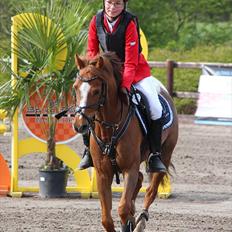 Anden særlig race Bakkegaardens Bailey<3 A-pony