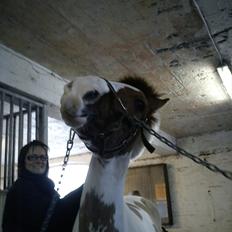 Hollandsk Sportspony Pablo P. (Nuttie) Solgt og savnet!!:'-(