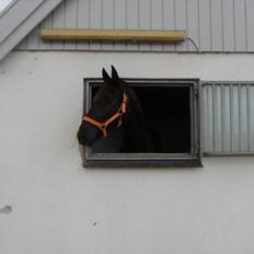 Dansk Varmblod Ryttergaardens Lawinsky solgt
