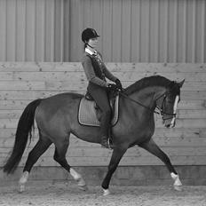 Dansk Varmblod Sundorfs Thalia