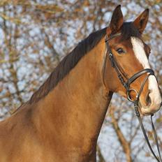 Dansk Varmblod Sundorfs Thalia