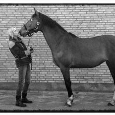 Dansk Varmblod Sundorfs Thalia