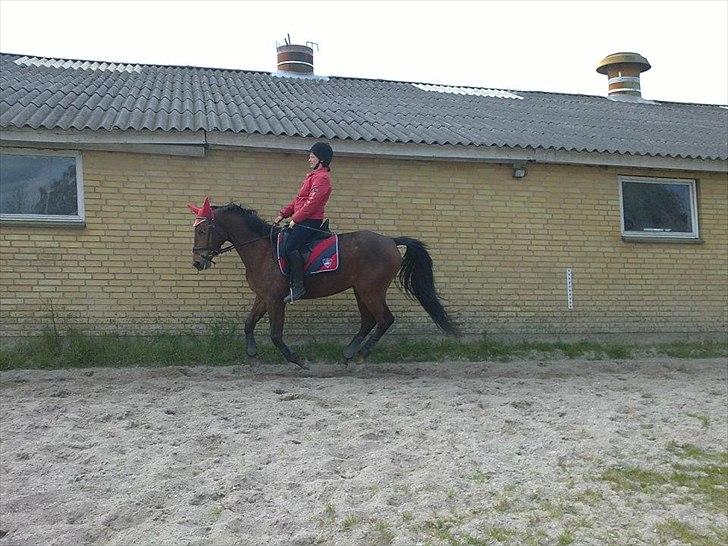 Anden særlig race Lindhovedgårdens Mona billede 3