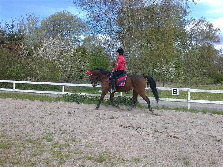 Anden særlig race Lindhovedgårdens Mona billede 4